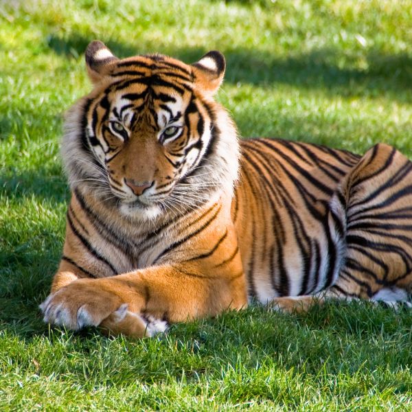 Best Tiger Safari Tours